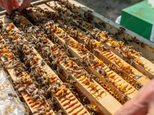 5-Frame Nucleus Colony w/ Queen